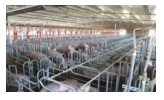 台达规模化生猪养殖综合解决方案